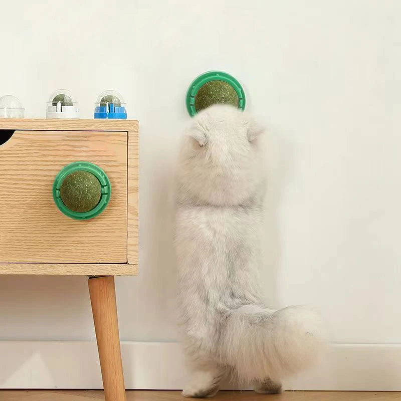 Balle catnip pour chat - Jouet interactif mural avec fixation adhésive