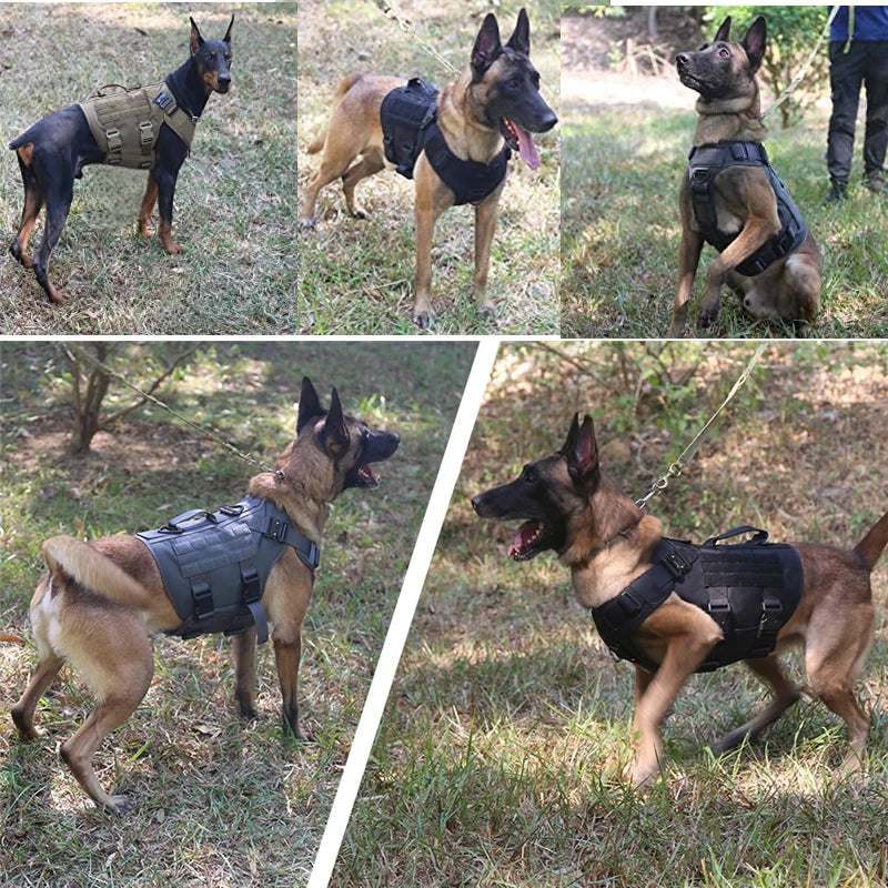 Harnais ultra-résistant pour Berger Allemand, Labrador, Malinois et chiens actifs