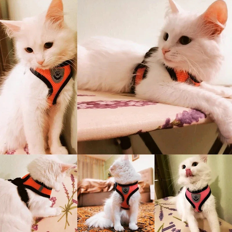 Harnais respirant ajustable pour chien et chat, avec laisse incluse