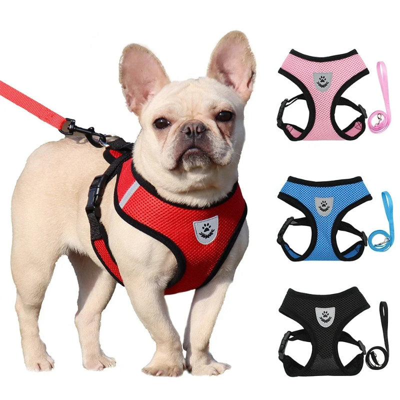 Harnais respirant ajustable pour chien et chat, avec laisse incluse