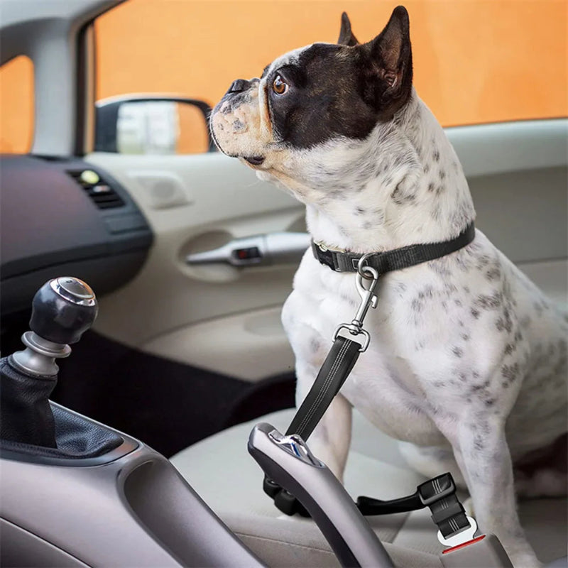 Sangle de sécurité pour chien - Réfléchissante et résistante - Pet & Cie
