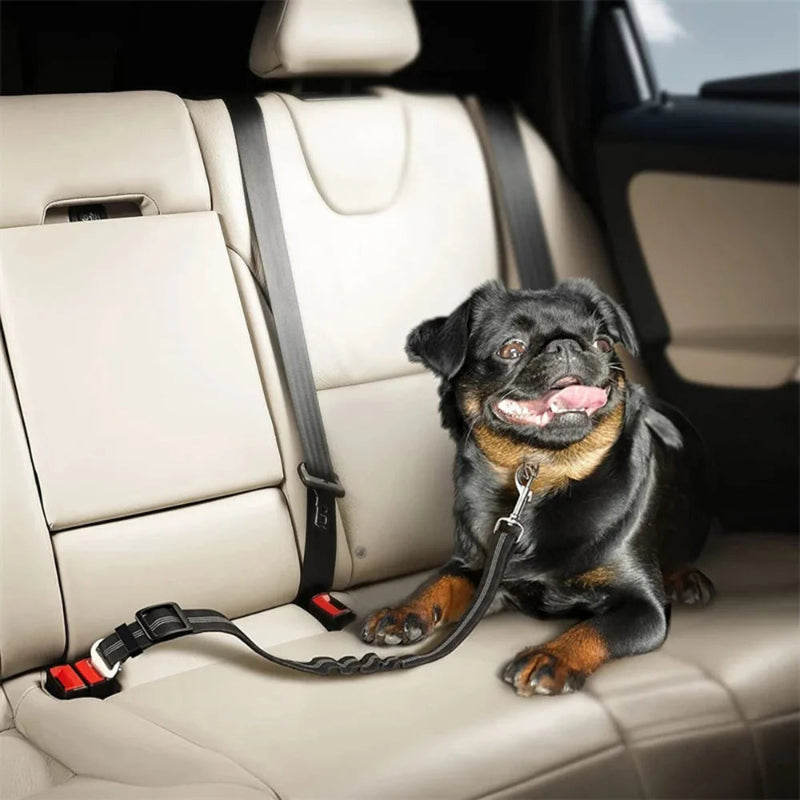 Ceinture pour chien en voiture - Sécurisée et confortable - Pet & Cie